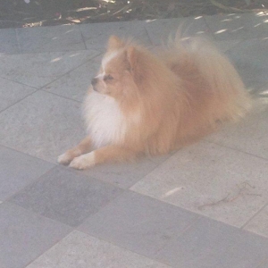 Salam pomeran şpis Erkeydi dermanları vaxtında verilıb sağlam itdi PAS