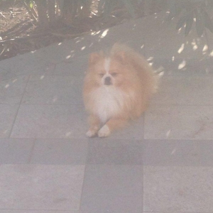 Salam pomeran şpis Erkeydi dermanları vaxtında verilıb sağlam itdi PAS