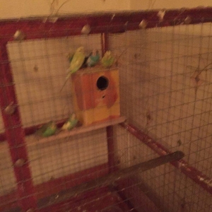 Papuqaylar 6-9aylıq dır qiymet sondur 7ededdir  