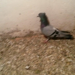 kəməri göy maya kəlilli tam saglamdı qiymət 10 azn son