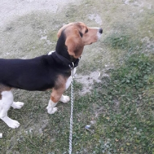 Anqilski biqli 7aylıq. Cox aqıl it. Cox qədim s