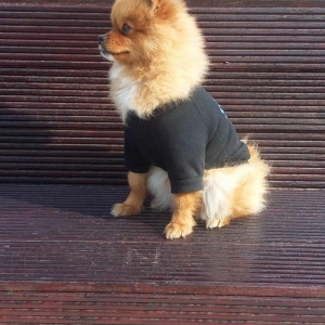 şpits erkekdi. 2. 5 yaşi var cox aqilli insanla 