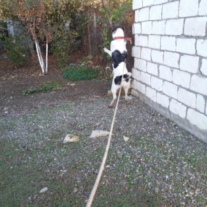 8 aylix kucukdu . Dava gormeyib. 8 ayliqna kimi he