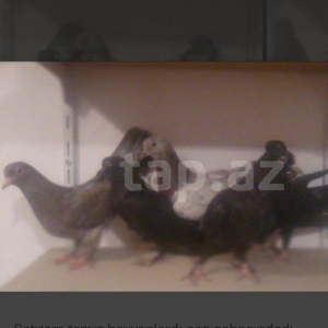 satıram temız ebresler qaralar ebresler cutdu qaralar ıse bırı erkekdı