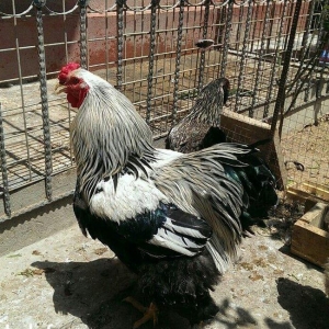 Bram yumurtasi dark ,qold temiz qandan,ne gorursuz