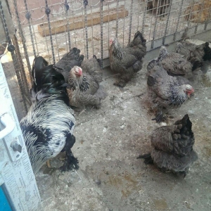 Bram yumurtasi dark ,qold temiz qandan,ne gorursuz sekilde oda cixacaq