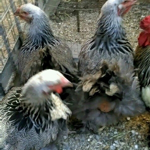 Bram yumurtasi dark ,qold temiz qandan,ne gorursuz sekilde oda cixacaq