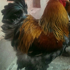 Brama qold ,dark  temiz qan sekilde ne gorursuz od