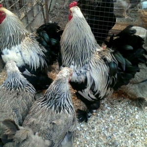 Brama qold ,dark  temiz qan sekilde ne gorursuz oda var cuceleride eyn