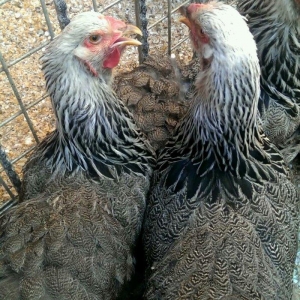 Brama qold ,dark  temiz qan sekilde ne gorursuz oda var cuceleride eyn