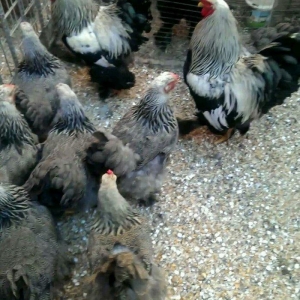 Brama qold ,dark  temiz qan sekilde ne gorursuz oda var cuceleride eyn