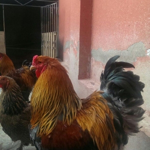 Brama qold ,dark  temiz qan sekilde ne gorursuz oda var cuceleride eyn