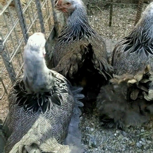 Dark brama yumurtasi temiz qan ,sekilde ne  gorursuz oda var ))