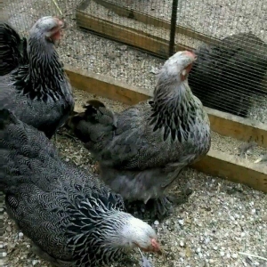 Dark brama yumurtasi temiz qan ,sekilde ne  gorursuz oda var ))