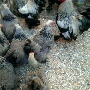 Dark xoruzlar ,temiz qan butun vaksinleri vurulub ,saqlamliqina cavabd