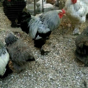 Dark xoruzlar ,temiz qan butun vaksinleri vurulub ,saqlamliqina cavabd