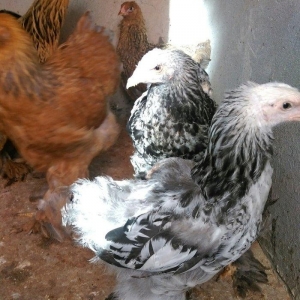 Brama beceleri ve fereleri 6 ayliq tam saqlam .Butun peyvendleri vurul