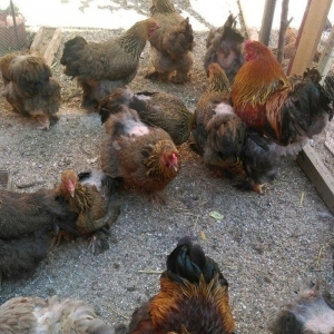 Yumurta temiz qandan qold,dark. Sekilde ne gorursuz oda var