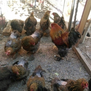 Yumurta temiz qandan qold,dark. Sekilde ne gorursuz oda var