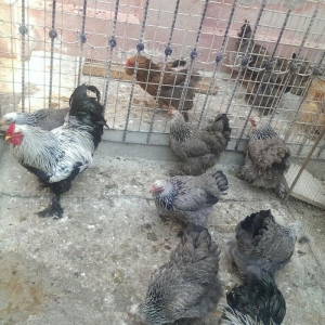 Yumurta temiz qandan qold,dark. Sekilde ne gorursuz oda var