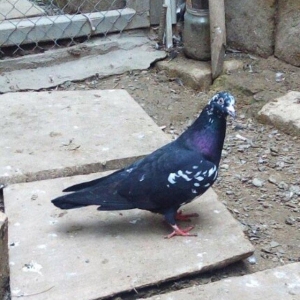 Satilir paqon erkey 20 azn . Qus Bineqedidedir . Fkiri ciddi olanlar w