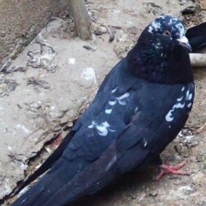 Satilir paqon erkey 20 azn . Qus Bineqedidedir . Fkiri ciddi olanlar w