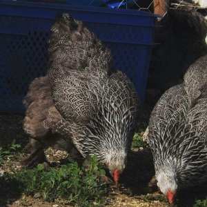 brama toyuqlari mayali 1eded 3azn dark ve qold wekildeki heyvanlar may