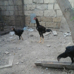 temiz heyratl beceler ve fereler 3. 4 ayllq xoruz ve yumurtlayan ferel