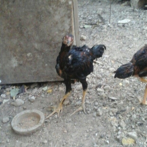 temiz heyratl beceler ve fereler 3. 4 ayllq xoruz ve yumurtlayan ferel