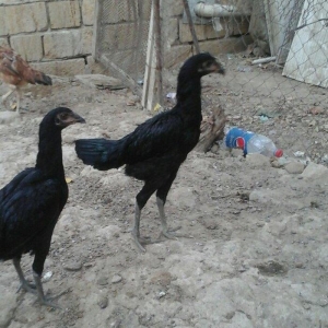 temiz heyratl beceler ve fereler 3. 4 ayllq xoruz ve yumurtlayan ferel