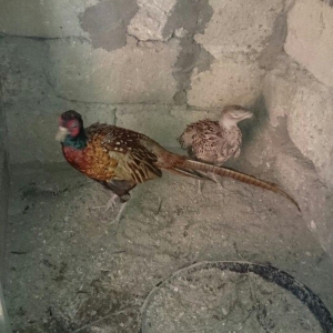 qirqovul satilir hovsanda qaliram saxlamaqa werati