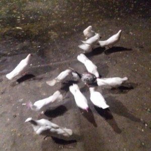 16 17 18 tukler real alici narahat elesi konturu o