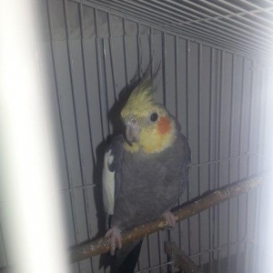 Korella erkek 1 yaş 3 aylıqdı tam sağlam cüt 