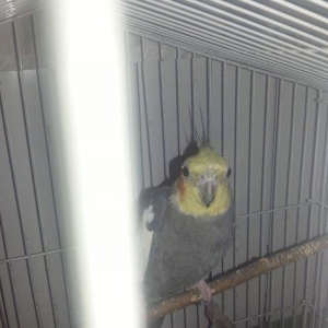 Korella erkek 1 yaş 3 aylıqdı tam sağlam cüt olmayıb isdeyen vassapla