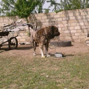 diwidir ata anasi wekildekilerdi  qarocla wirxanin qanidir ana qarocun