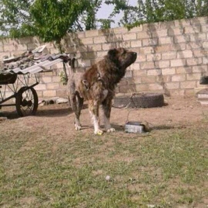 diwidir ata anasi wekildekilerdi  qarocla wirxanin qanidir ana qarocun