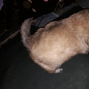 erkeyi şpic dişisi pikinesdi. tez elaqe saxlyn .