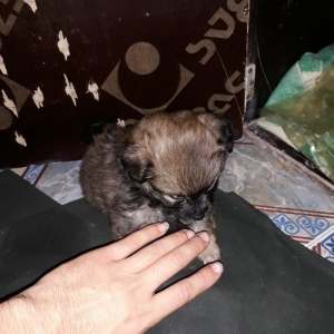 erkeyi şpic dişisi pikinesdi. tez elaqe saxlyn . cox gozel balalardi .