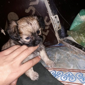 erkeyi şpic dişisi pikinesdi. tez elaqe saxlyn . cox gozel balalardi .