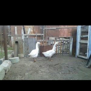 1 cut linda qazi satilir tam saglamdi .7 ayliq heyvanlardi.damazliq sa