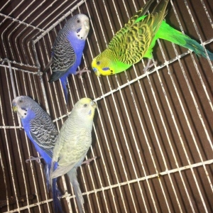 Tecili cox gozel renglere malik hazir bala veren 35 cutluk satilir saq