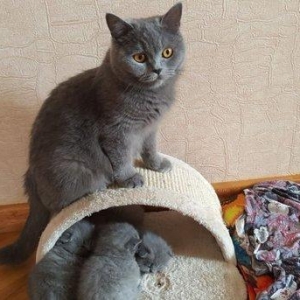 Скоттиш-фолд котята.20 дневные. Чисто породные.