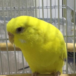 Papuqay - bir illik dişi cüte hazır lutino papuqay çattırılma nerimano