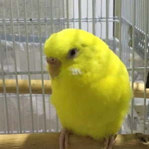 Papuqay - bir illik dişi cüte hazır lutino papuqay çattırılma nerimano