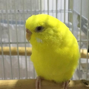 Papuqay - bir illik dişi cüte hazır lutino papuqay çattırılma nerimano