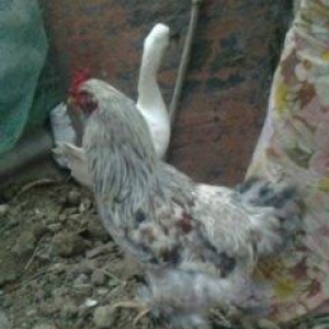 2 toyuq 1 xoruz brama ailesi satilir. Temiz bramalardir sekilde