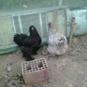 2 toyuq 1 xoruz brama ailesi satilir. Temiz bramalardir sekilde