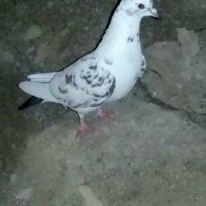 tutulma saglam qusdardi 2 maya 1 xoruz 12 azn hamsi