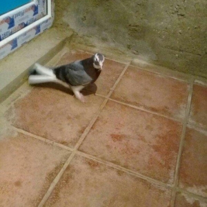 tutulma saglam qusdardi 2 maya 1 xoruz 12 azn hamsi