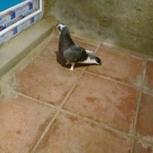 tutulma saglam qusdardi 2 maya 1 xoruz 12 azn hamsi